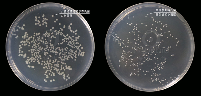 嗜冷菌计数琼脂上细菌的生长特征