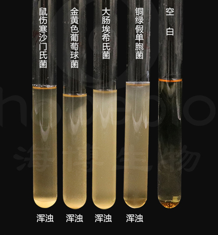 不同细菌在SCDLP液体培养基上的生长特征