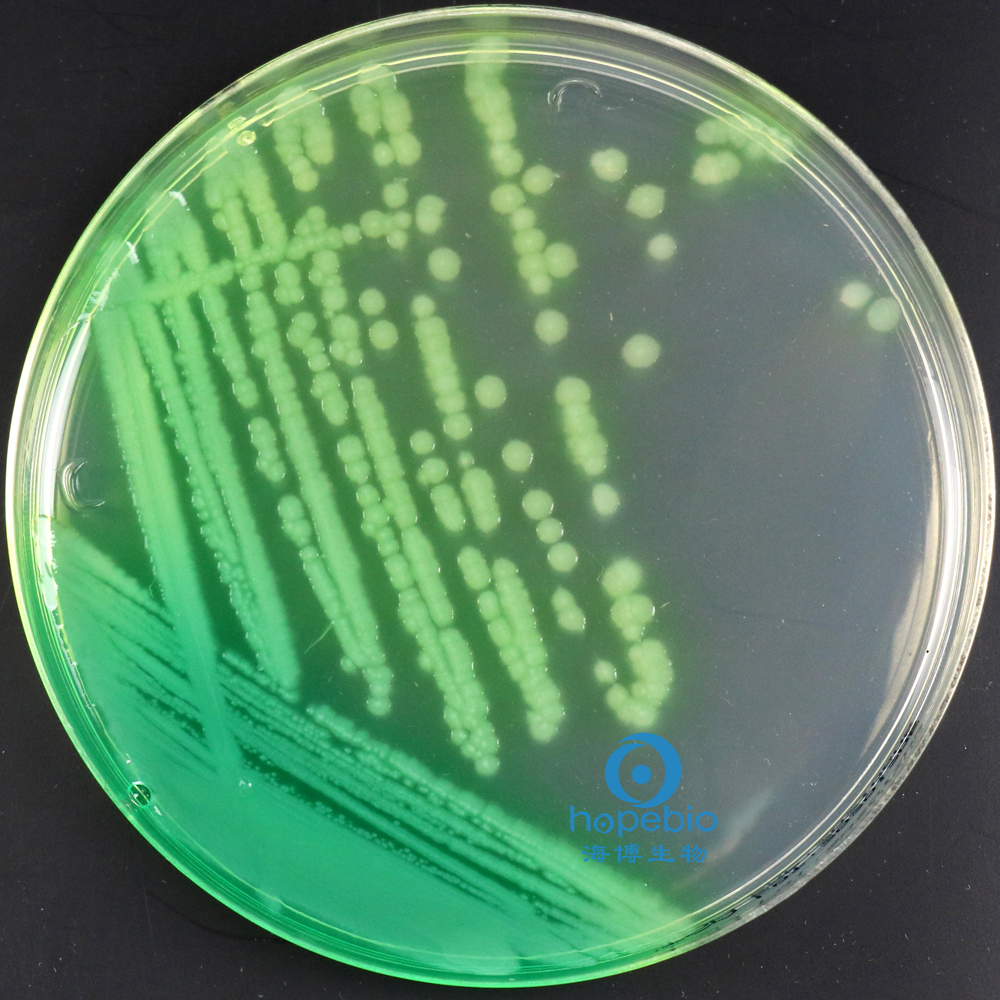 铜绿假单胞菌在溴化十六烷基三甲铵琼脂培养基上的生长特征