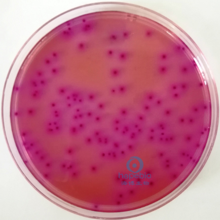 大肠埃希氏菌  紫红色菌落，可有胆盐沉淀环