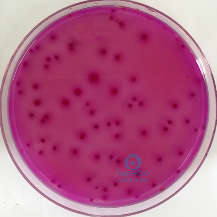 阴沟肠杆菌  紫红色菌落，可有胆盐沉淀环