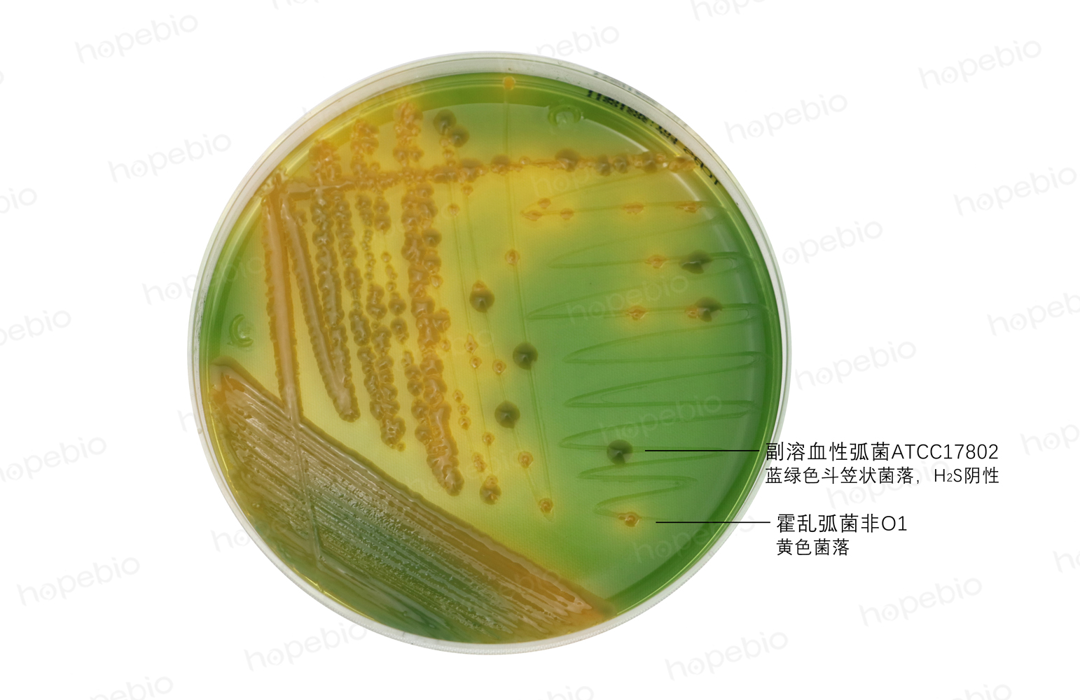 不同细菌在TCBS琼脂上的生长特征