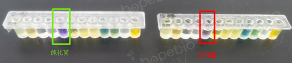 使用纯化菌（左）和初筛菌（右）接种鉴定条培养结果的差异