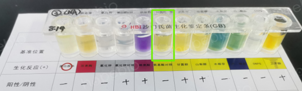 用菌悬液接种的试验结果（氨基酸对照管变黄，正确）