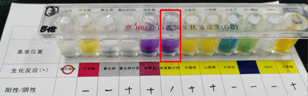 用接种环挑菌接种的试验结果（氨基酸对照管紫色，异常）
