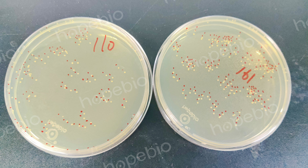 接种金黄色葡萄球菌静置前后菌落数变化
