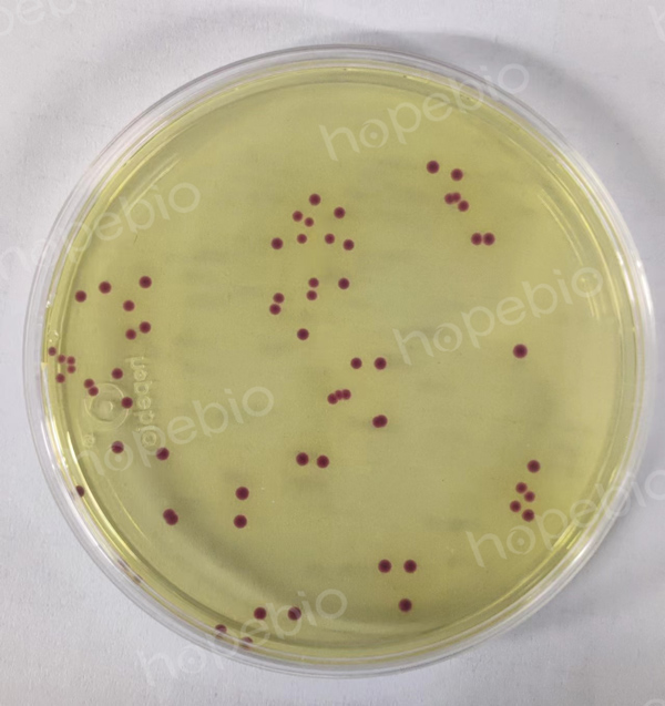 粪肠球菌-紫红色菌落