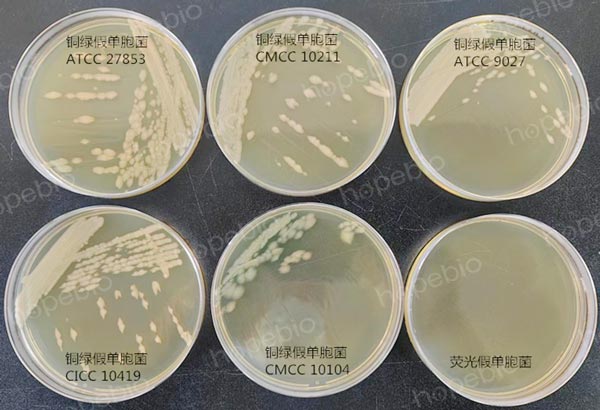 42℃条件下培养，铜绿假单胞菌和荧光假单胞菌的生长状态