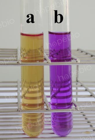 溴甲酚紫葡萄糖蛋白胨水培养基微生物九鼎彩票平台结果