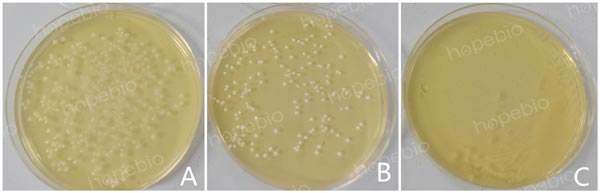 注：A为嗜酸乳杆菌；B为植物乳杆菌；C为大肠埃希氏菌