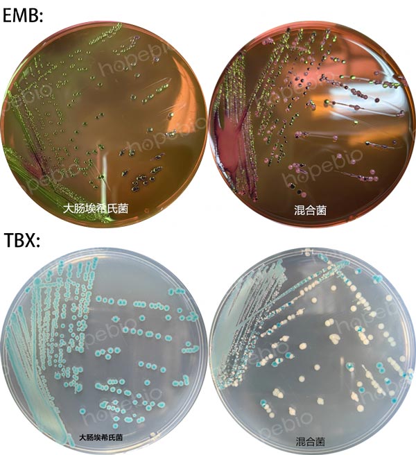 EMB和TBX培养基上大肠埃希氏菌的菌落特征和分离效果