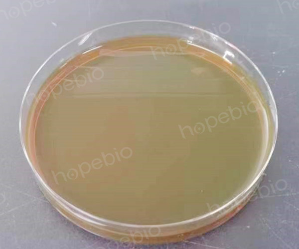EMB非目标菌抑制性检验-金黄色葡萄球菌（G≤1）