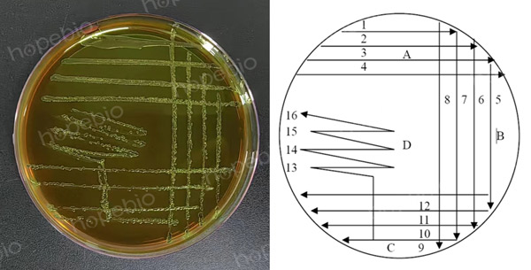 EMB目标菌半定量测试-大肠杆菌（G≥6）