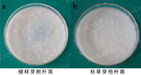 图1-2 芽孢杆菌培养基微生物九鼎彩票平台结果