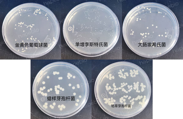 不同细菌在营养琼脂（NA）上的生长特征：