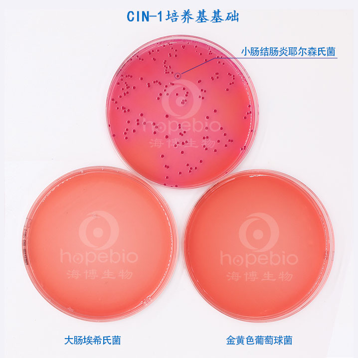 CIN-1培养基基础