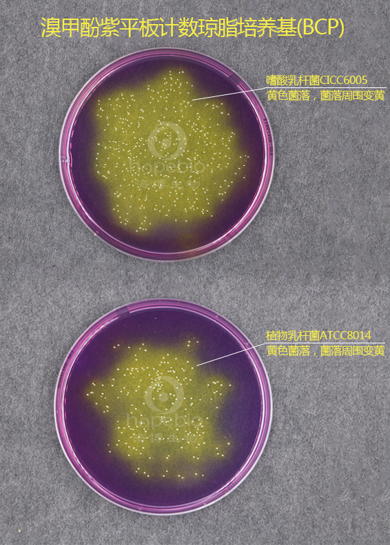 溴甲酚紫平板计数琼脂培养基（BCP）