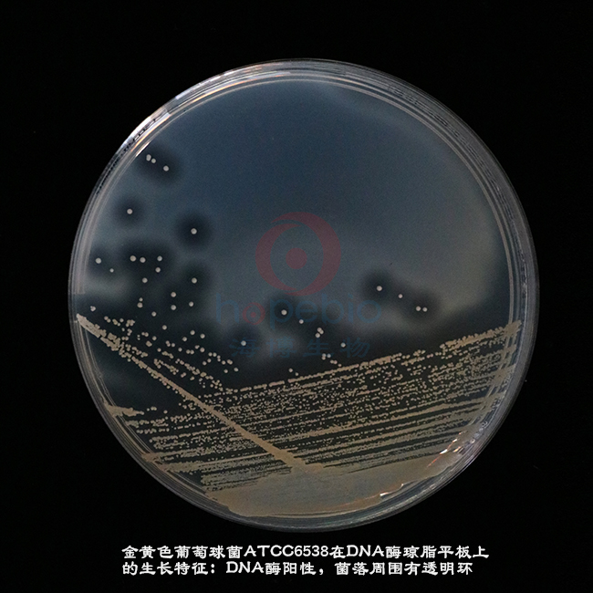金黄色葡萄球菌ATCC6538-DNA酶琼脂