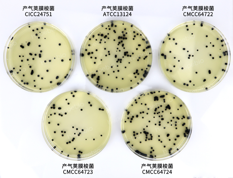 产气荚膜梭菌——胰胨-亚硫酸盐-环丝氨酸琼脂
