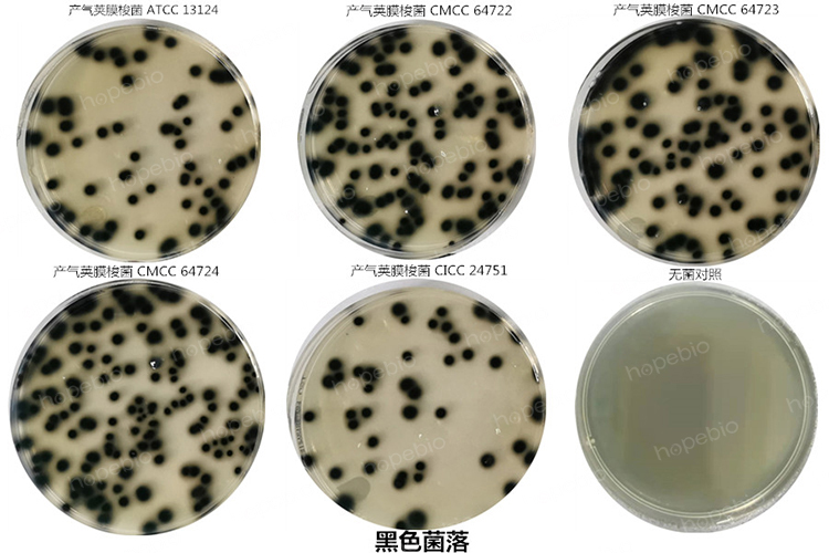 产气荚膜梭菌——TSN琼脂