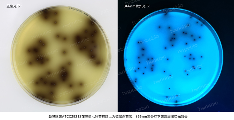粪肠球菌——胆盐七叶苷琼脂
