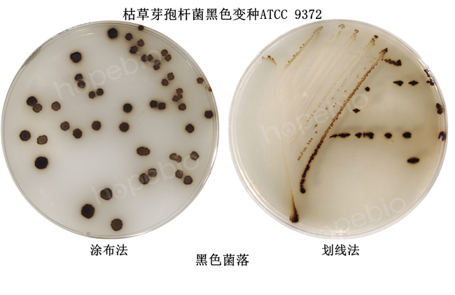 枯草芽孢杆菌-酪氨酸琼脂平板