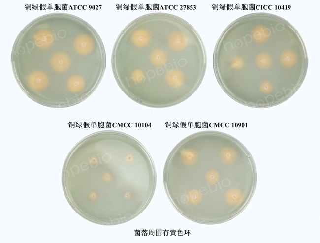 铜绿假单胞菌-CAS检测平板