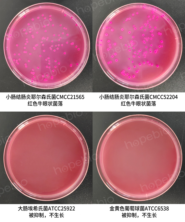 小肠结肠炎耶尔森氏菌——CIN-1琼脂