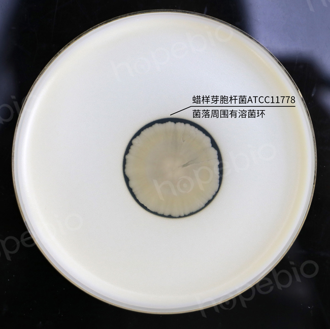 蜡样芽孢杆菌——酪氨酸分解平板
