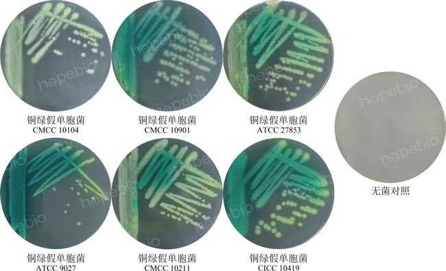 6株铜绿假单胞菌标准株在假单胞菌琼脂基础培养基上的划线生长特征