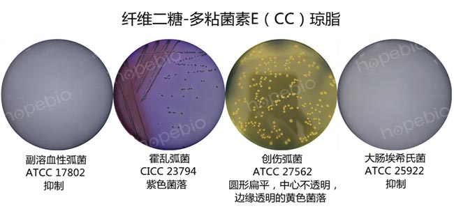纤维二糖-多粘菌素E（CC）琼脂微生物生长情况