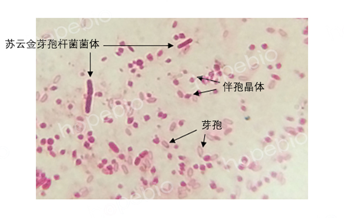 0.5%碱性复红溶液-生化-镜检-芽孢杆菌