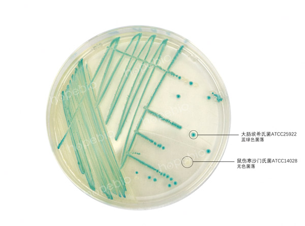 大肠杆菌显色培养基——大肠埃希氏菌、沙门氏菌