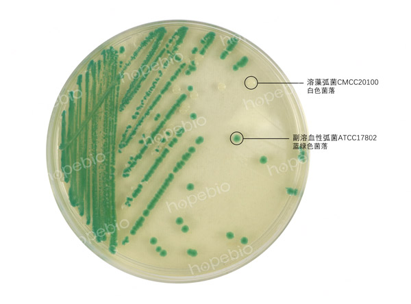 弧菌显色培养基——溶藻弧菌-副溶血性弧菌