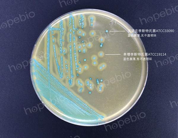 李斯特氏菌显色培养基——单增李斯特氏菌，英诺克李斯特氏菌