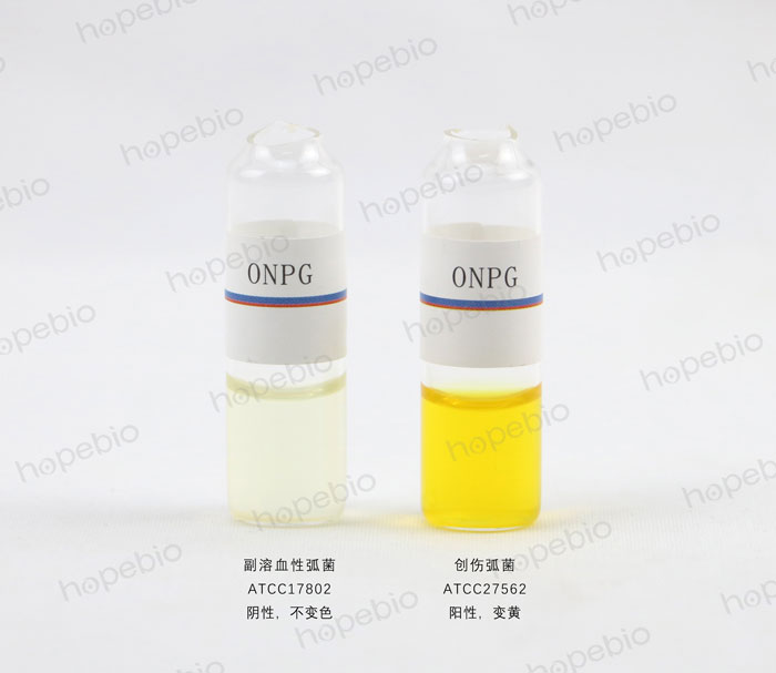 ONPG-副溶血性弧菌、创伤弧菌