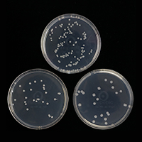 枯草芽孢杆菌，地衣芽孢杆菌培养基