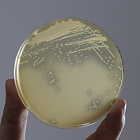 乳酸杆菌选择性培养基