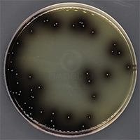 Pfizer肠球菌选择性培养基（PSE琼脂）
