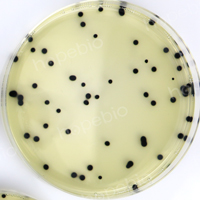 产气荚膜梭菌——胰胨-亚硫酸盐-环丝氨酸琼脂