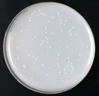 芽孢杆菌培养基