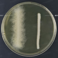 蕈状芽孢杆菌和蜡样芽孢杆菌对比照/