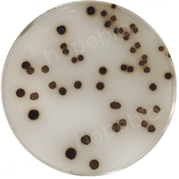 枯草芽孢杆菌-酪氨酸琼脂平板