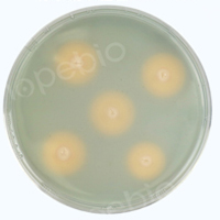 铜绿假单胞菌-CAS检测平板/