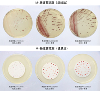 肠球菌——M-肠道菌琼脂