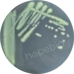 6株铜绿假单胞菌标准株在假单胞菌琼脂基础培养基上的划线生长特征/
