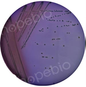 纤维二糖-多粘菌素E（CC）琼脂微生物生长情况/
