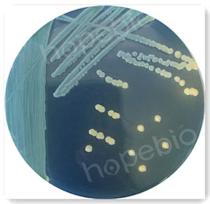 阴沟肠杆菌分离琼脂（ECIA）微生物生长情况