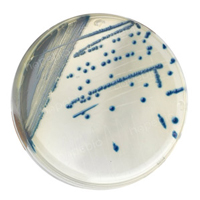尿道定位显色培养基——产气荚膜梭菌