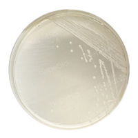 尿道定位显色培养基——金黄色葡萄球菌